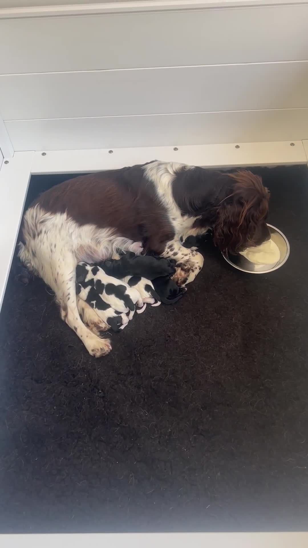 Sprocker dogs for sale: Sprocker Spaniel Puppies - Video 1