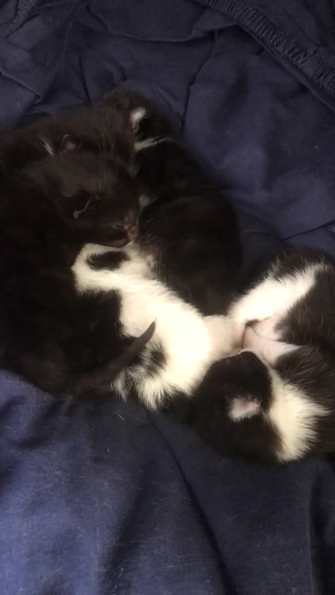 American Shorthair cats for sale: Divine Blessings in the shape of kittens - Video 1
