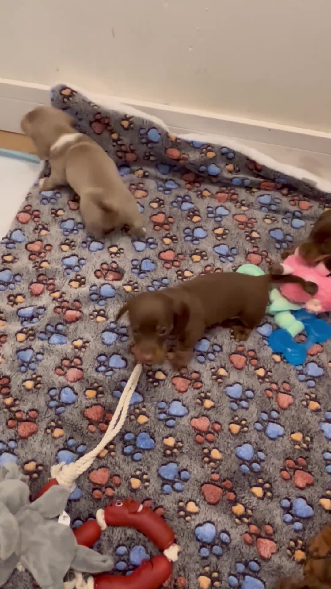 Miniature Dachshund dogs for sale: 4 beautiful miniature dachshund puppies - Video 1