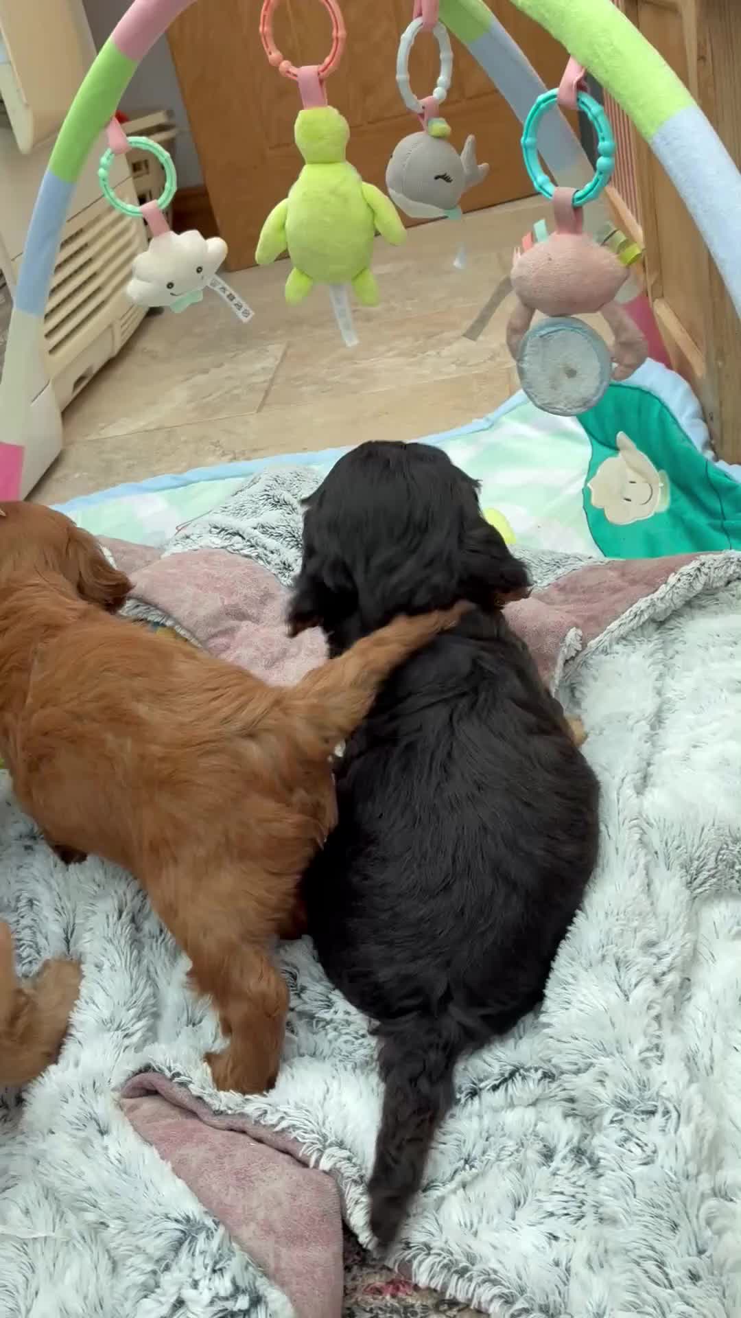 Cockapoo dogs for sale: F1 Cockapoo Puppies Available! - Video 2