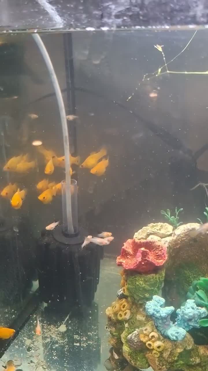 Mollies fish for sale: Yellow mollie fish . £1 each - Video 2