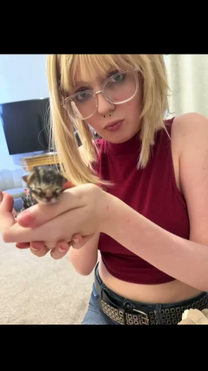 Mixed Breed cats for sale: 3 Kittens for Sale  - Video 1