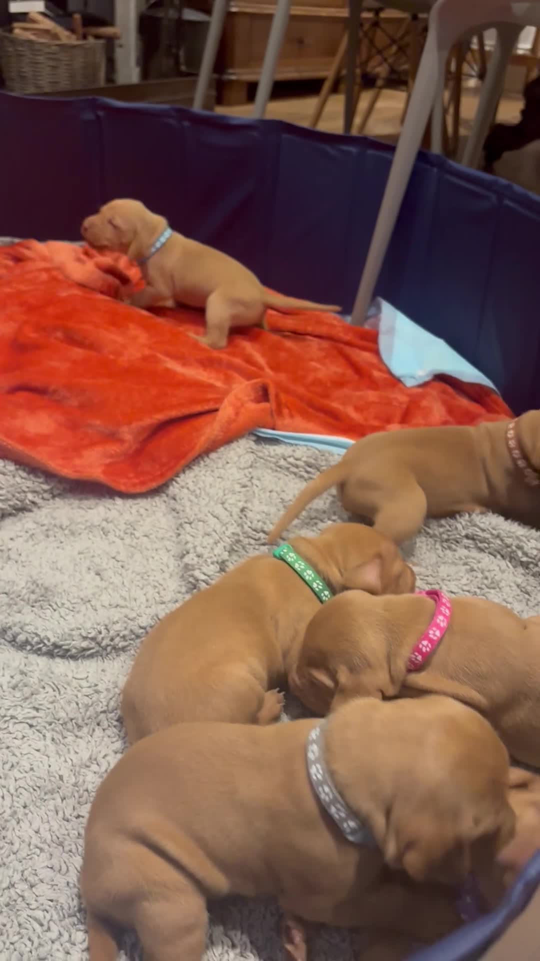 Hungarian Vizsla dogs for sale: Beautiful Vizsla puppies (DOB18/4) 3 girls, 3 boys in Twickenham - Video 4