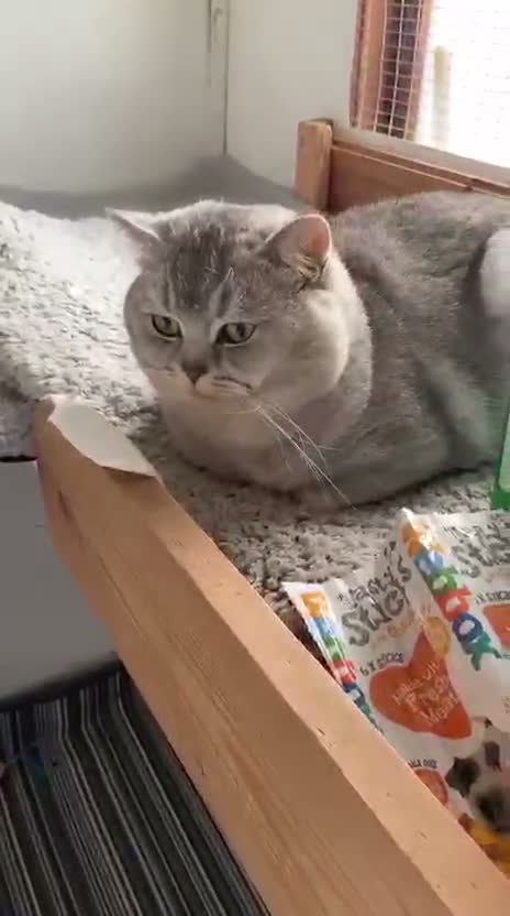 British Shorthair cats for sale: British Shorthair Kittens Ready To Go - Video 1