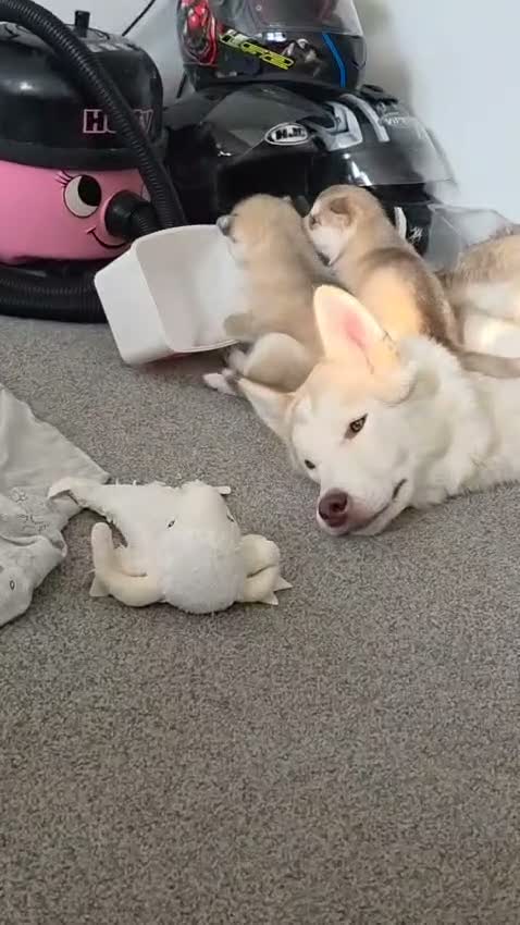 Siberian Husky dogs for sale: Siberian husky pups due 09/10/2026 - Video 1