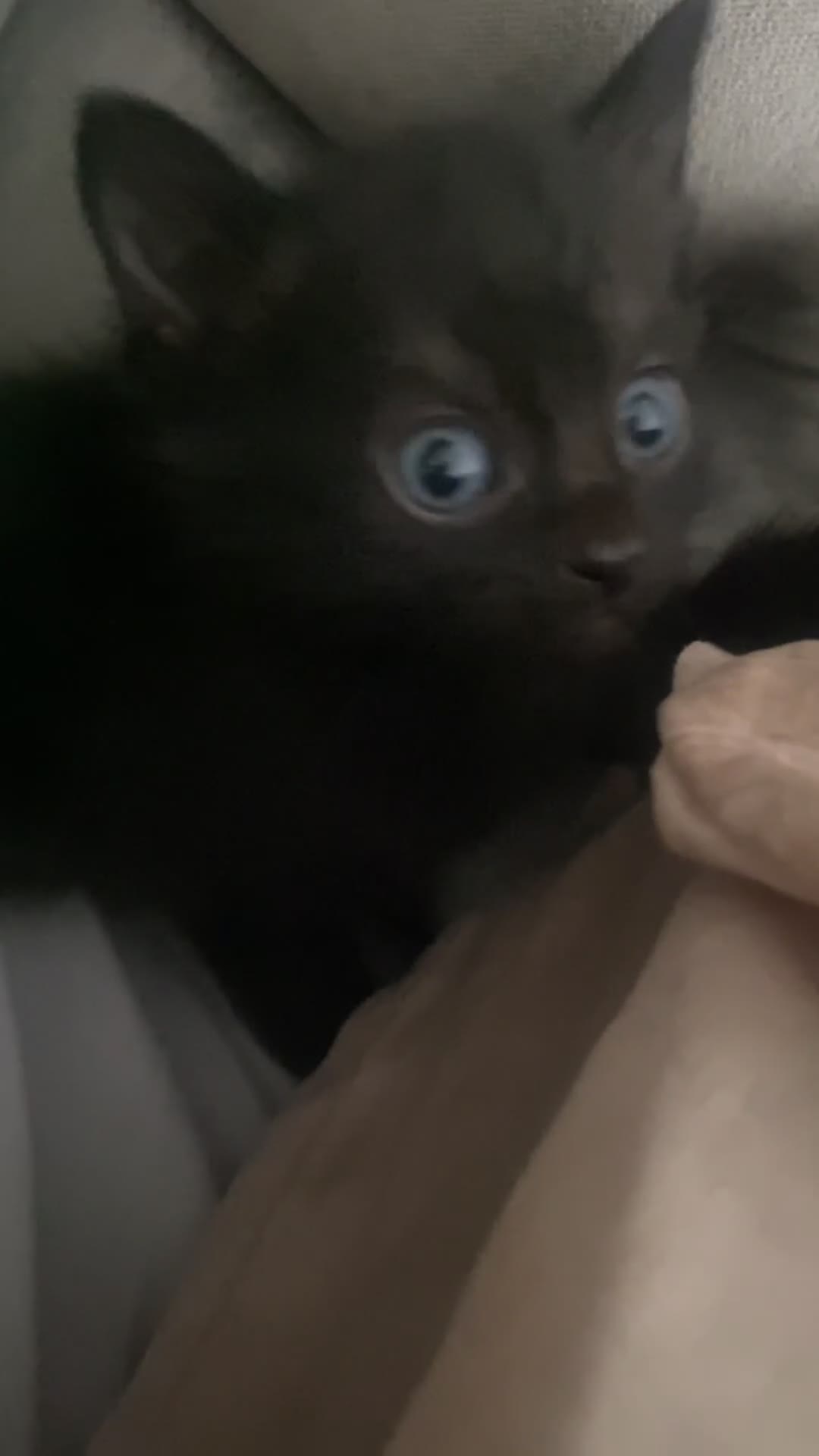 Bengal cats for sale: 3 black bengal kittens  - Video 2