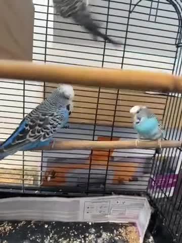 Budgerigars birds for sale: 3 mixed budgies - Video 1