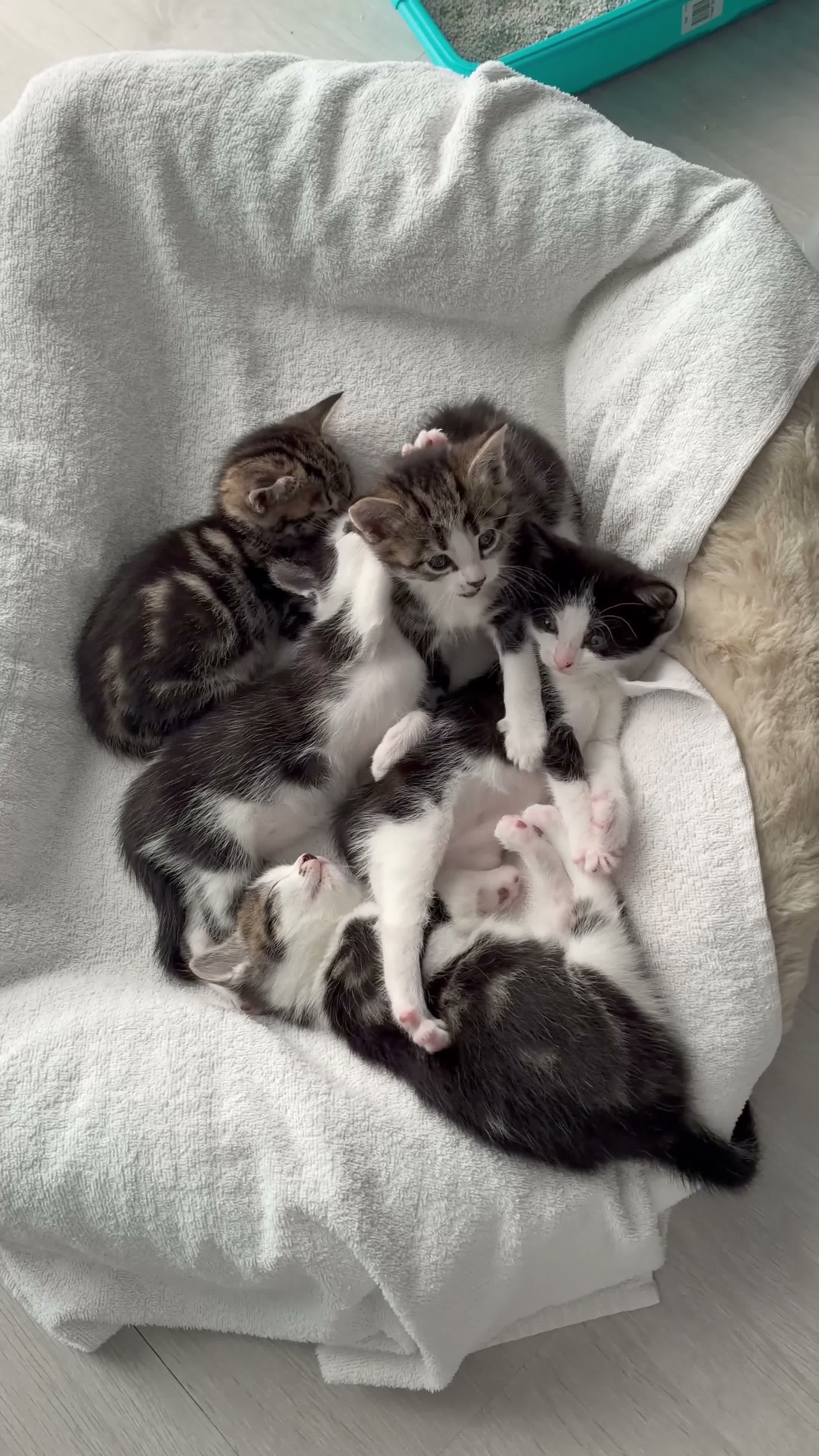 Domestic Shorthair cats for sale: 5 beautiful kittens ready for homes, from 21st Nov in Bridgwater - Video 1