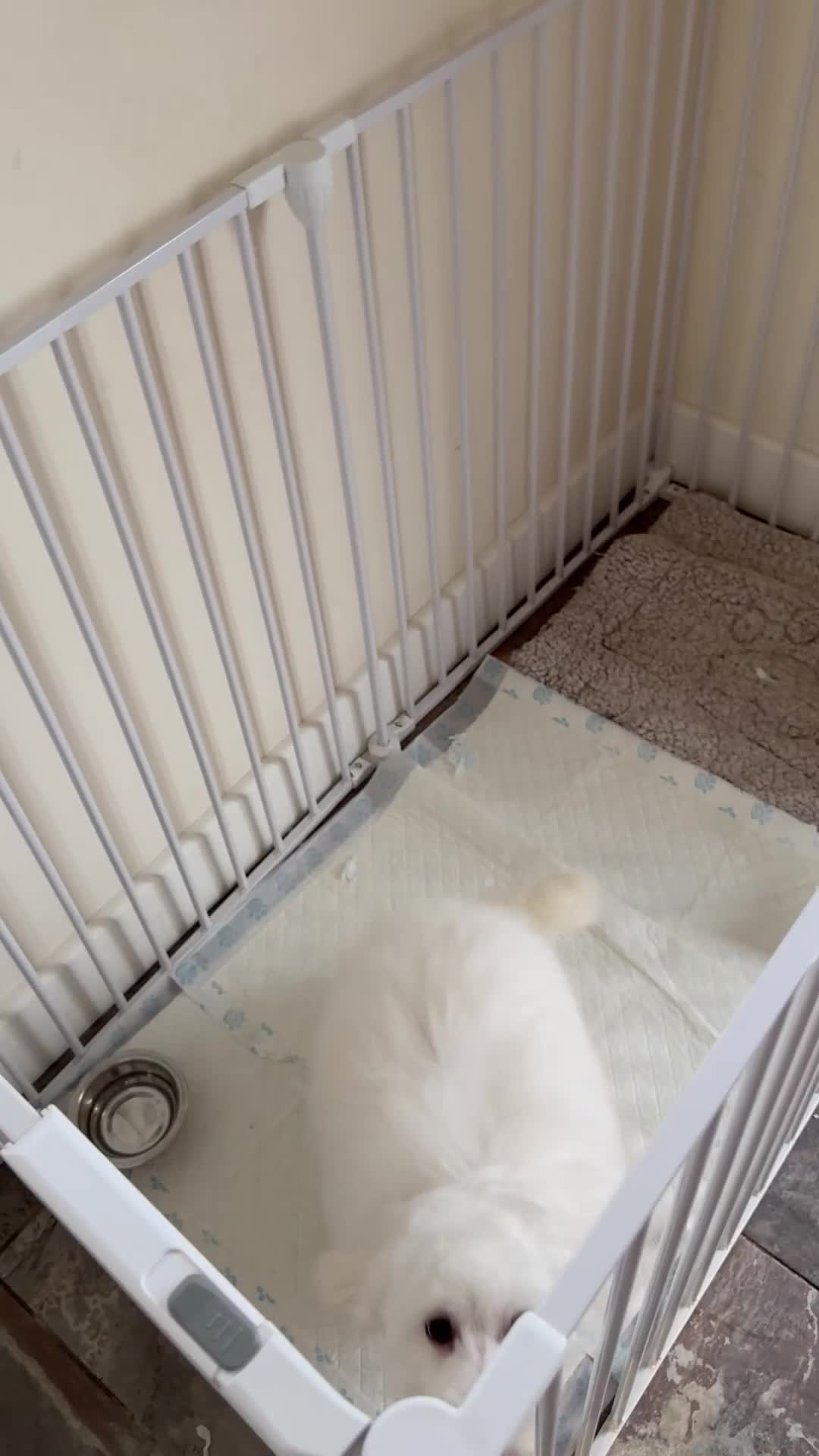 Maltipoo dogs for sale: Beautiful pure white male maltipoo  - Video 1