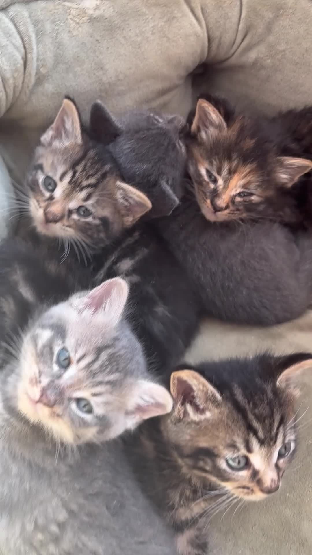 Mixed Breed cats for sale: 1/4 manincoon kittens  - Video 3