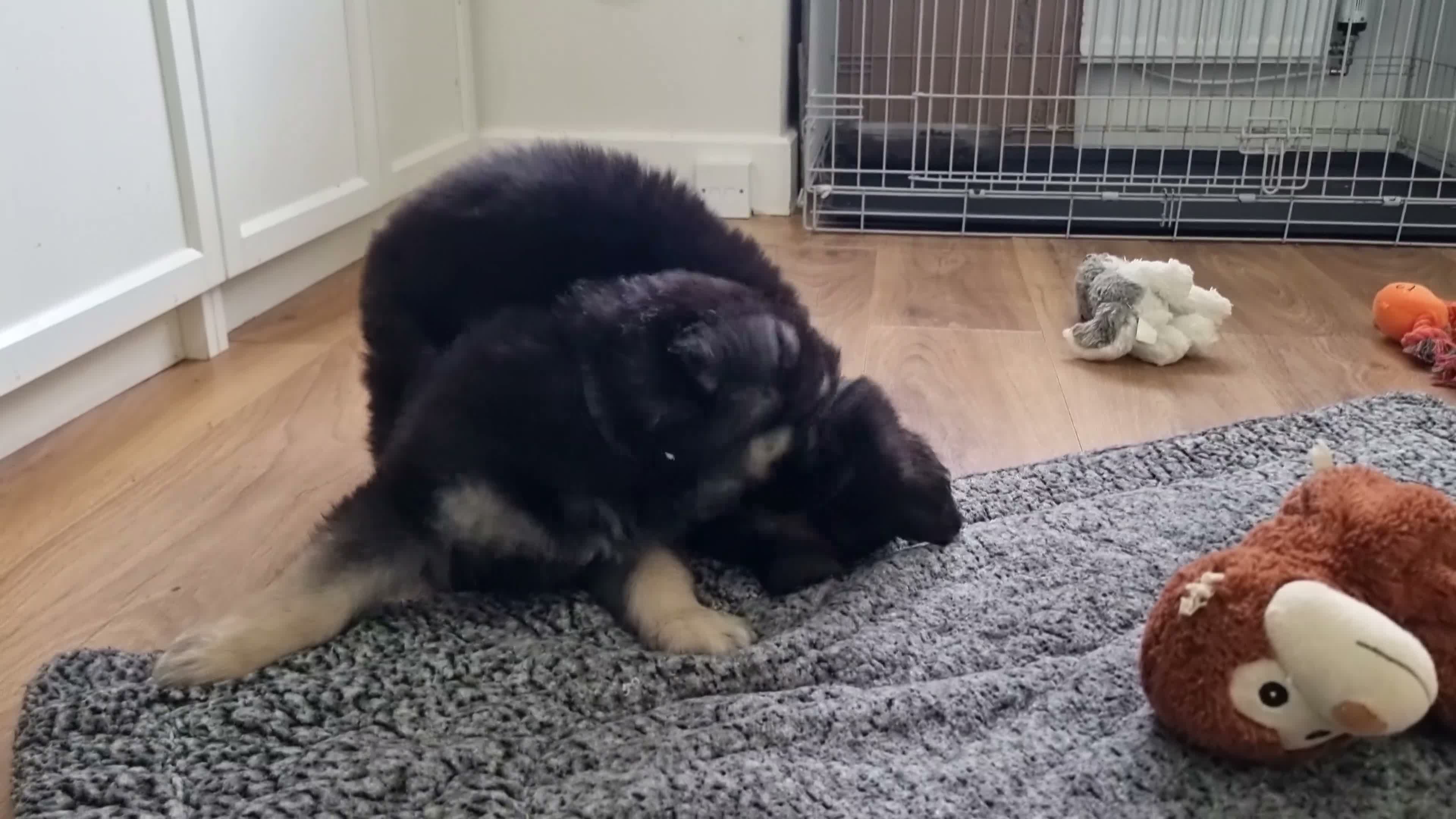 Shepsky dogs for sale: Stunning German Shepherd × Husky/Akita Puppies  in Much Wenlock - Video 2