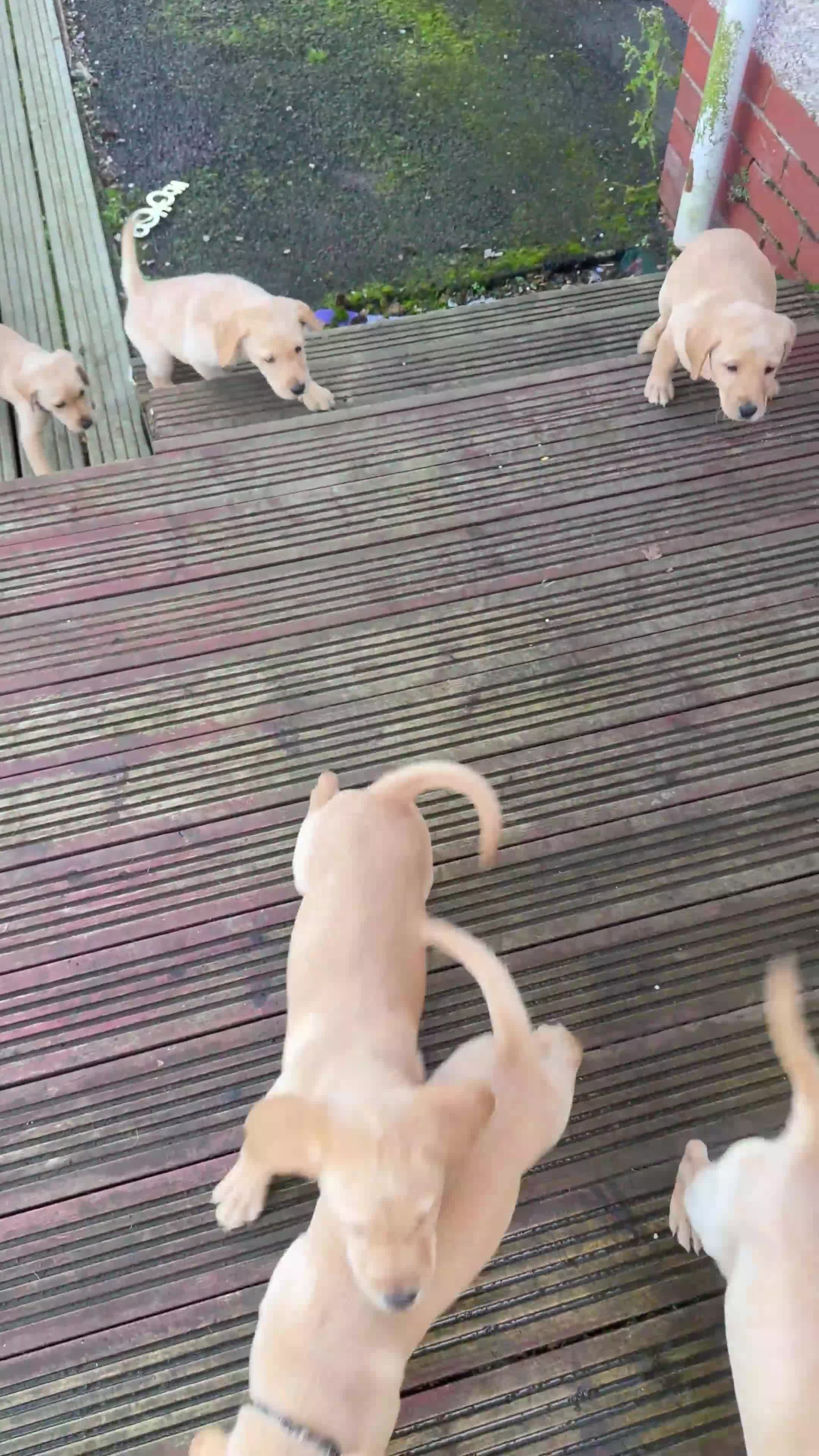 Labrador Retriever dogs for sale: Working Labrador Retriever puppies - Video 1