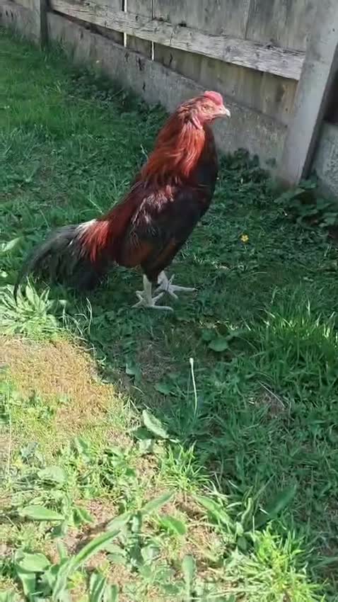 Chickens poultry for sale: 🌟Imported egg Aseel Rooster🌟 - Video 2