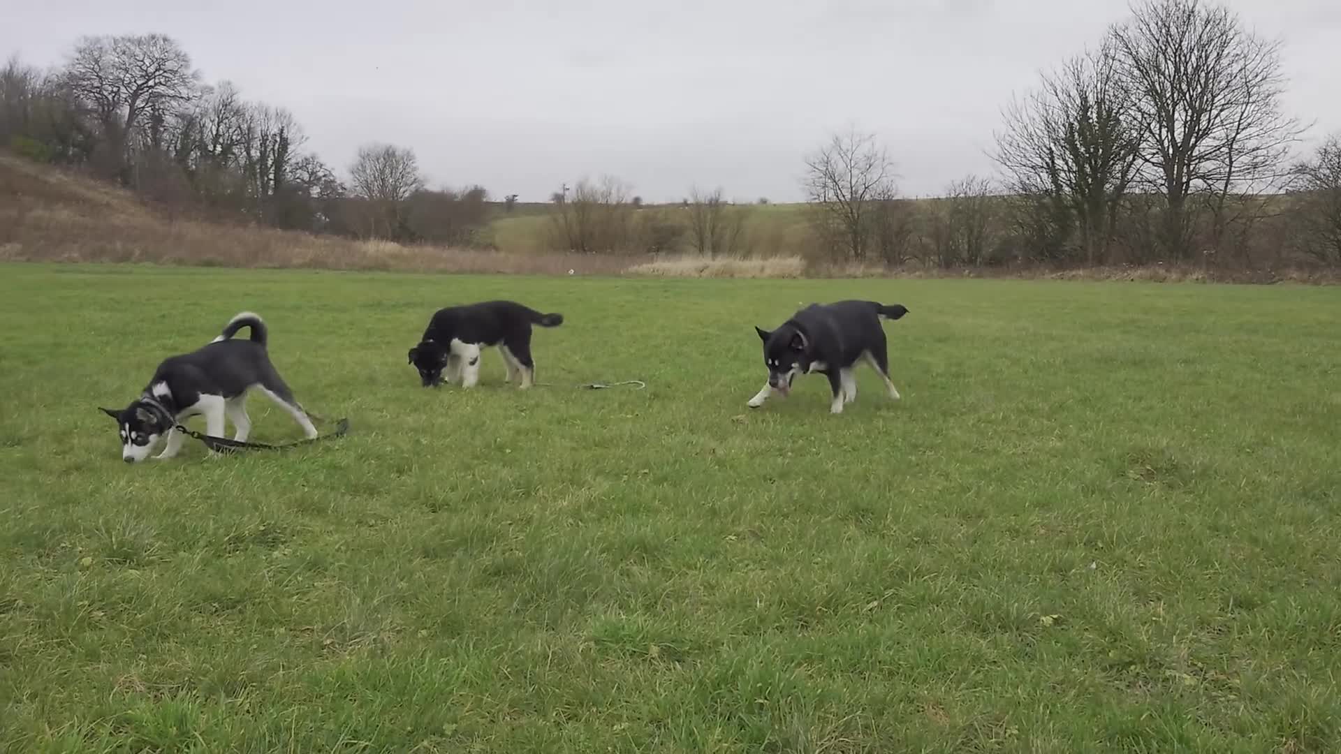 Mixed Breed dogs for sale: Siberian Husky x (Alaskan Malamute x English Bull) - Video 3