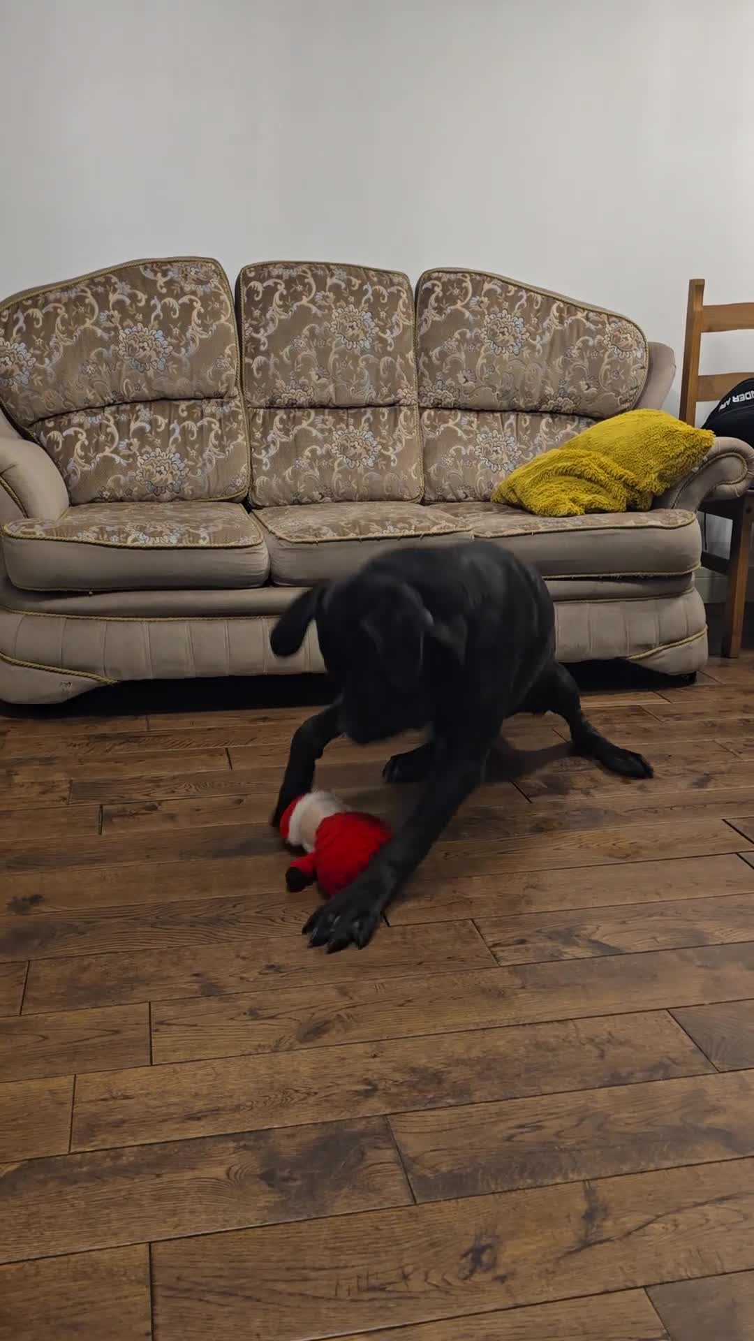 Cane Corso dogs for sale: Hi here Leo in Corby - Video 1