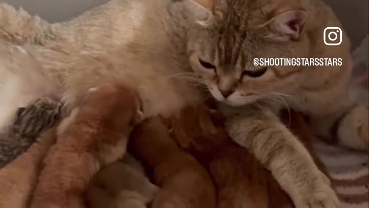 British Shorthair cats for sale: British Shorthairs  - Video 1