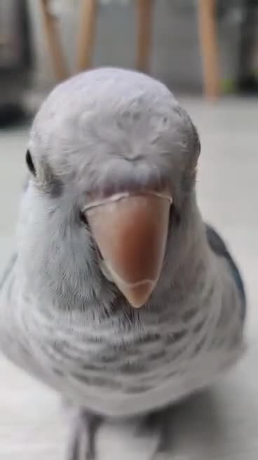 Parrots birds for sale: Semi-Tamed Quaker Parrot For Sale - Video 2