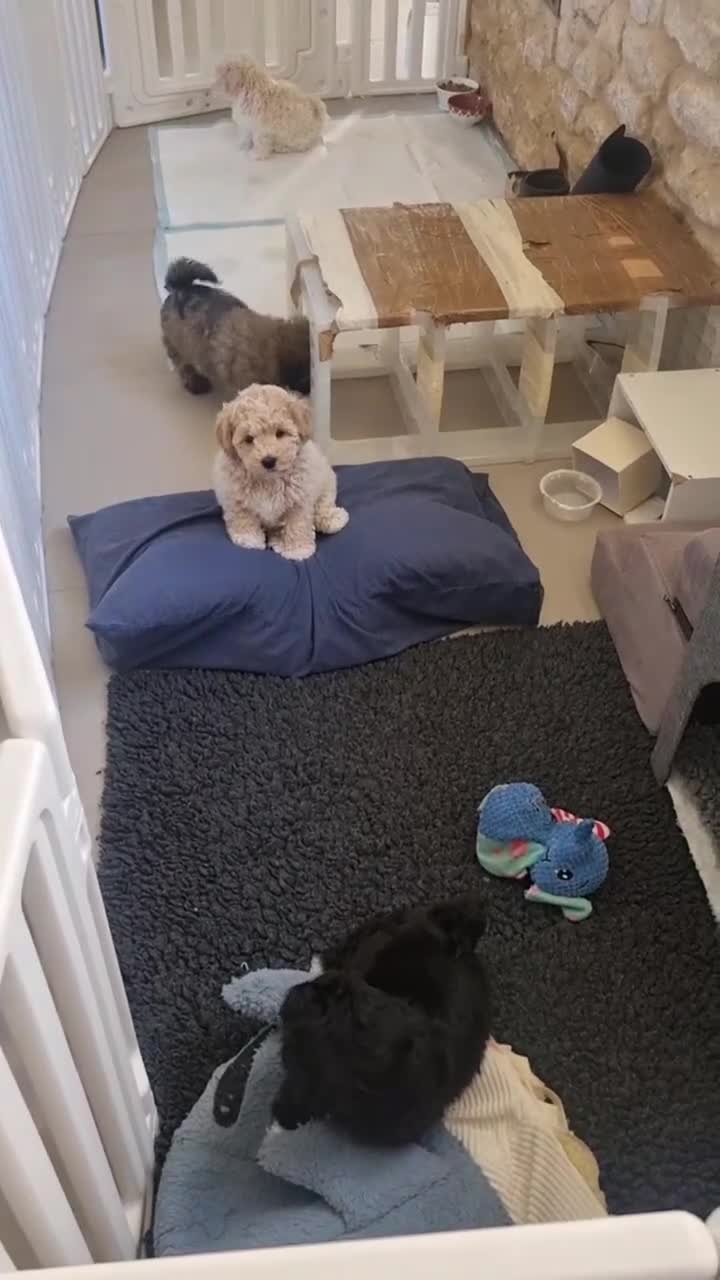 Maltipoo dogs for sale: Toy Maltipoos💫DNA Clear💫3GenPedigree💫PreTrained - Video 2