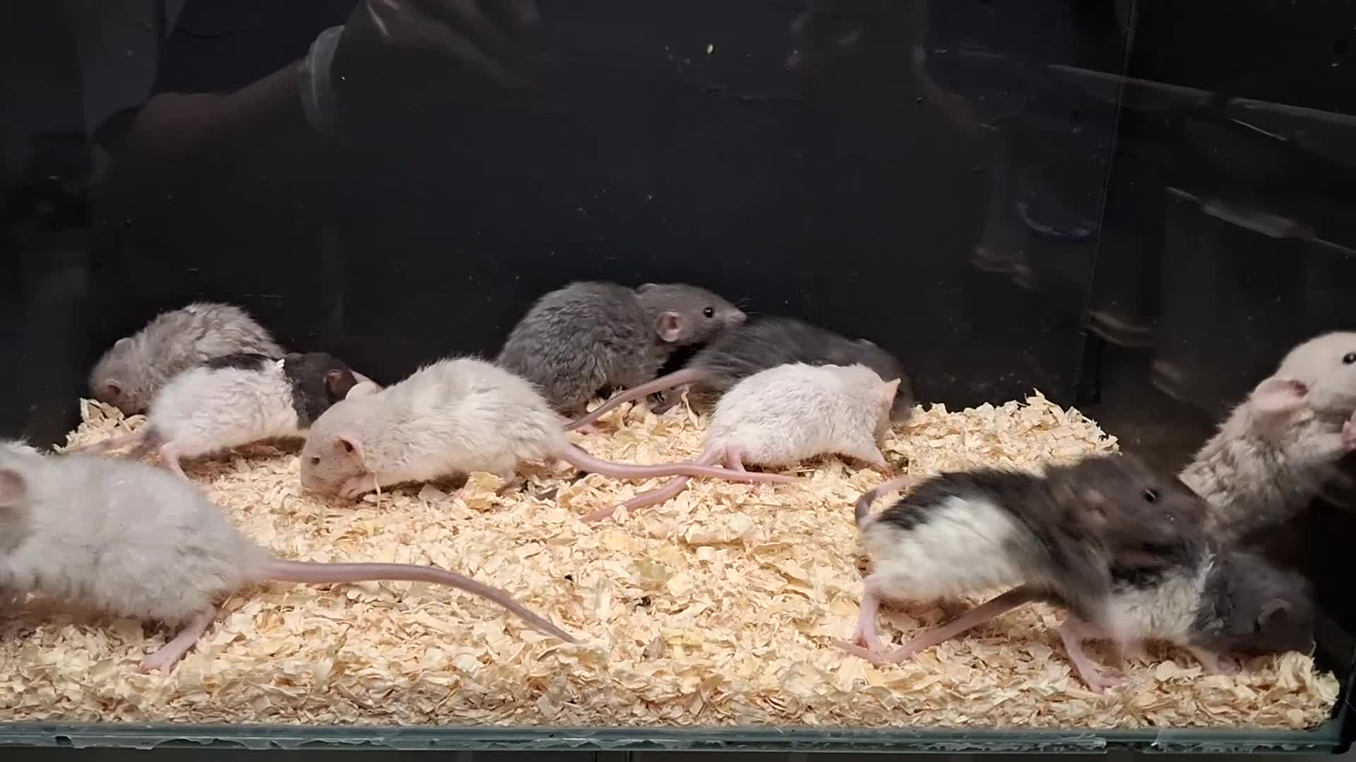 Rat rodents for sale: Baby Dumbo Rats Males and Females available - Video 4