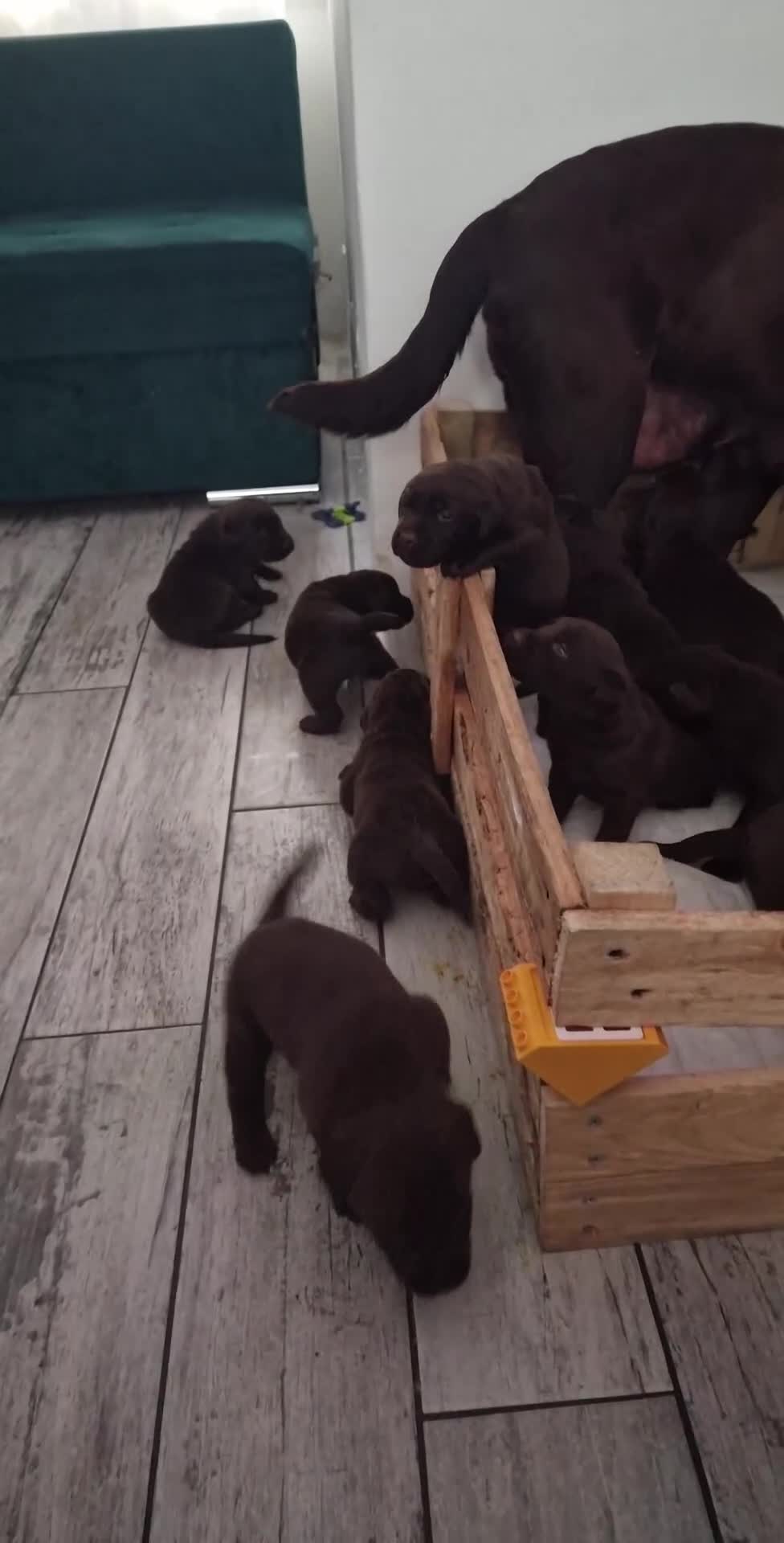 Labrador Retriever dogs for sale: KC REGISTERED CHOCOLATE LABRADOR  - Video 1