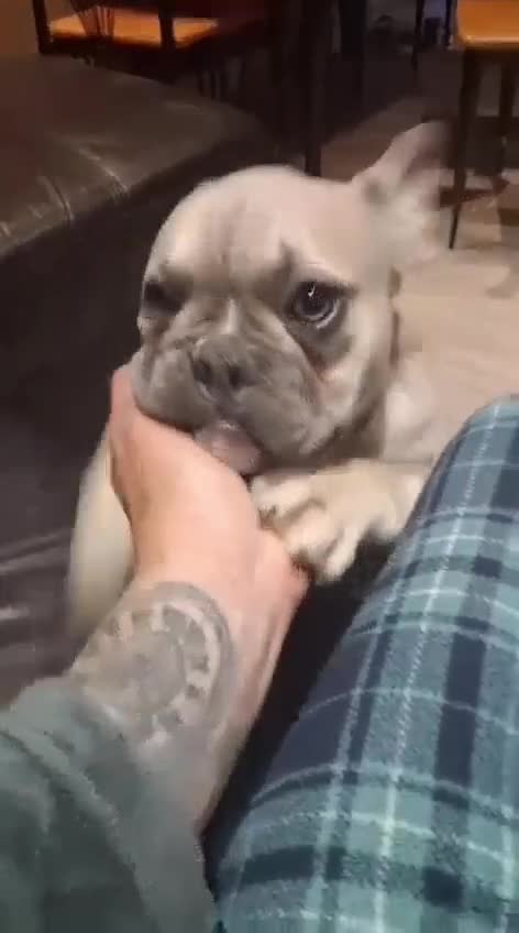 French Bulldog dogs for sale: French Bulldog for Sale - Video 2