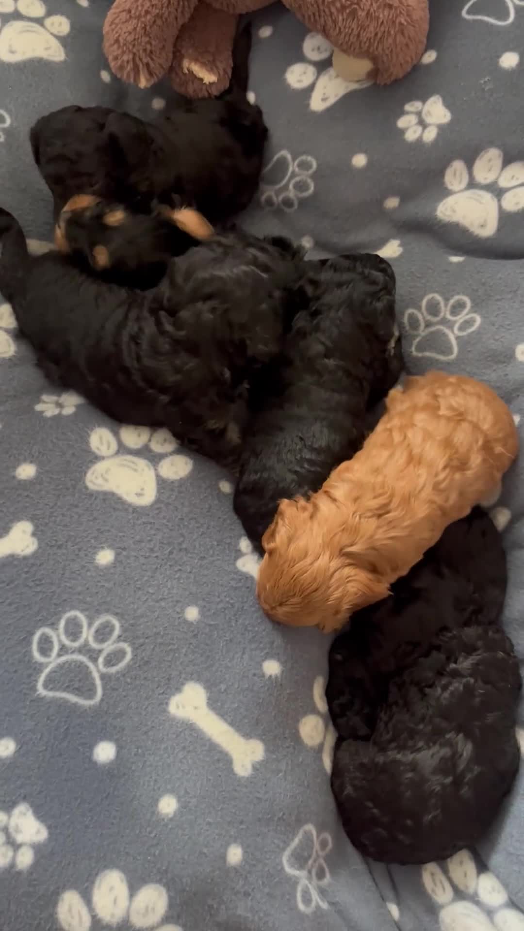Cockapoo dogs for sale: F1b Cockapoo Puppies  - Video 1