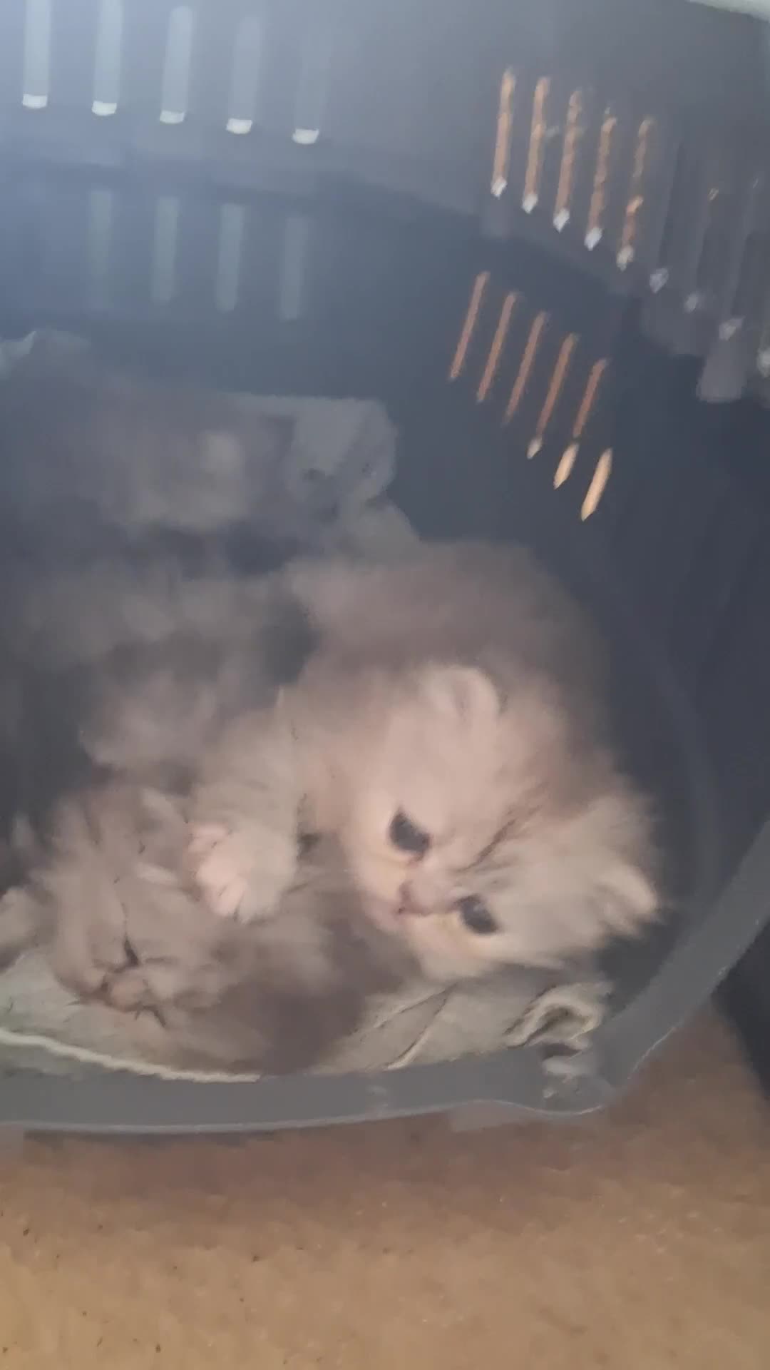 Persian cats for sale: 4 STUNNING PERSIAN KITTENS! - Video 3
