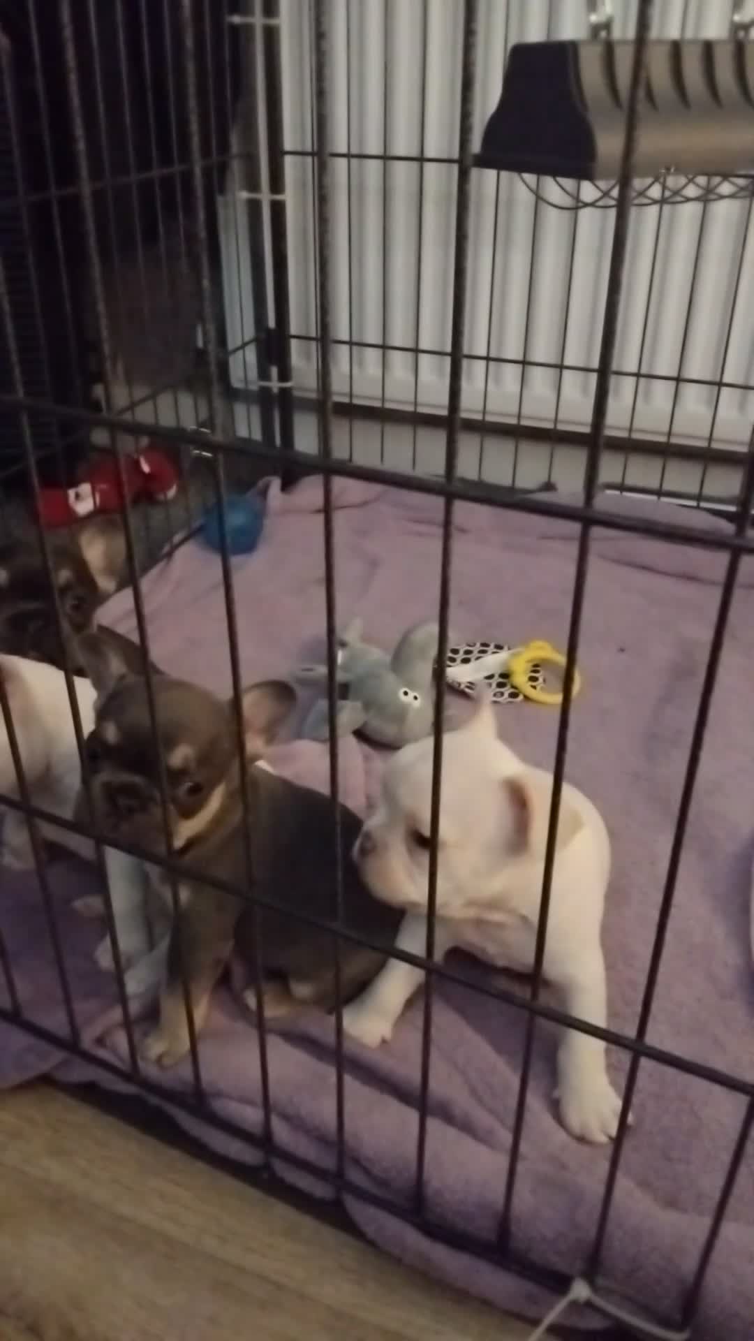 French Bulldog dogs for sale: 1 white puppy left of pur litter - Video 4