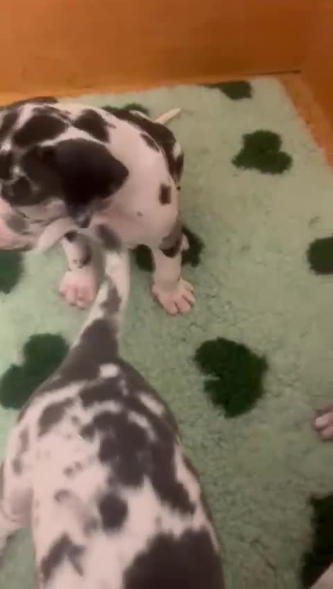 Great Dane dogs for sale: Purebred Great Dane Puppies – European Bloodline  - Video 1