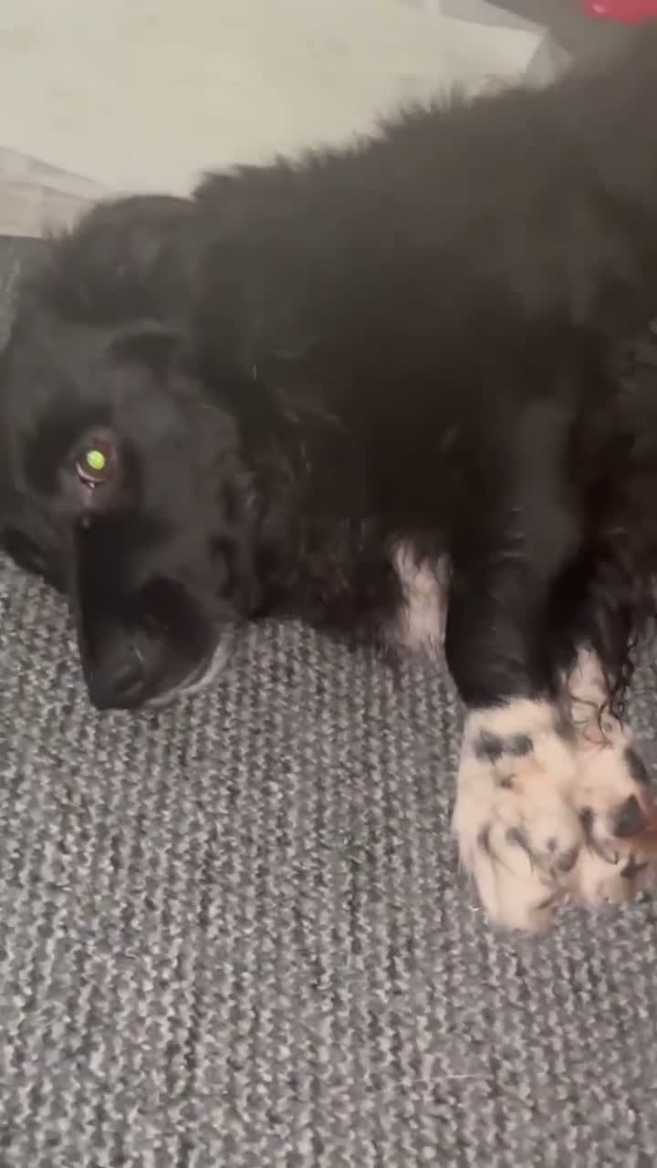 Mixed Breed dogs for adoption: DELILAH’S PERFECT DAY?  in Edinburgh - Video 1