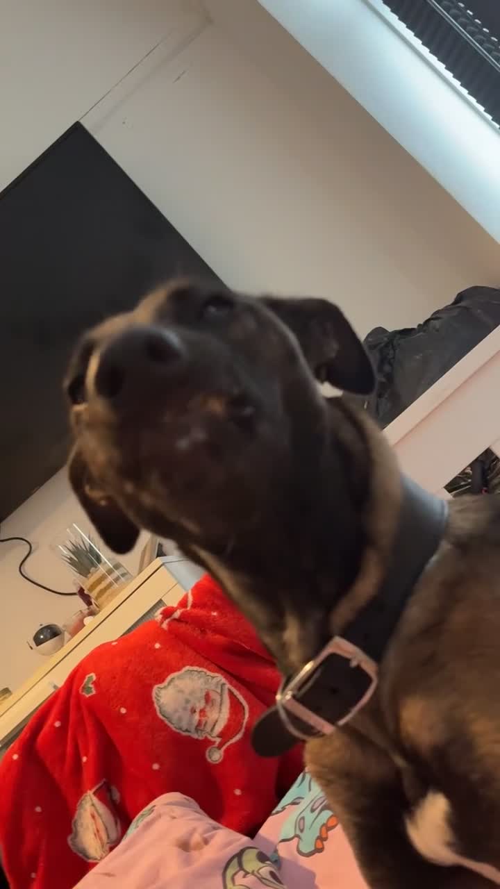 Belgian Shepherd Dog dogs for sale: For sale in Weston-super-Mare - Video 2