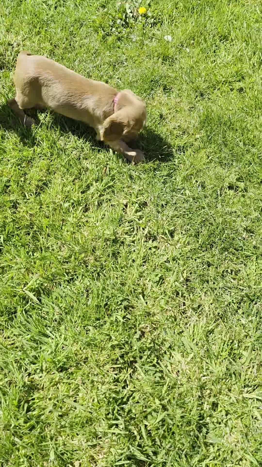 Cocker Spaniel dogs for sale: KC REGISTERED and DNA TESTED CLEAR  - Video 1
