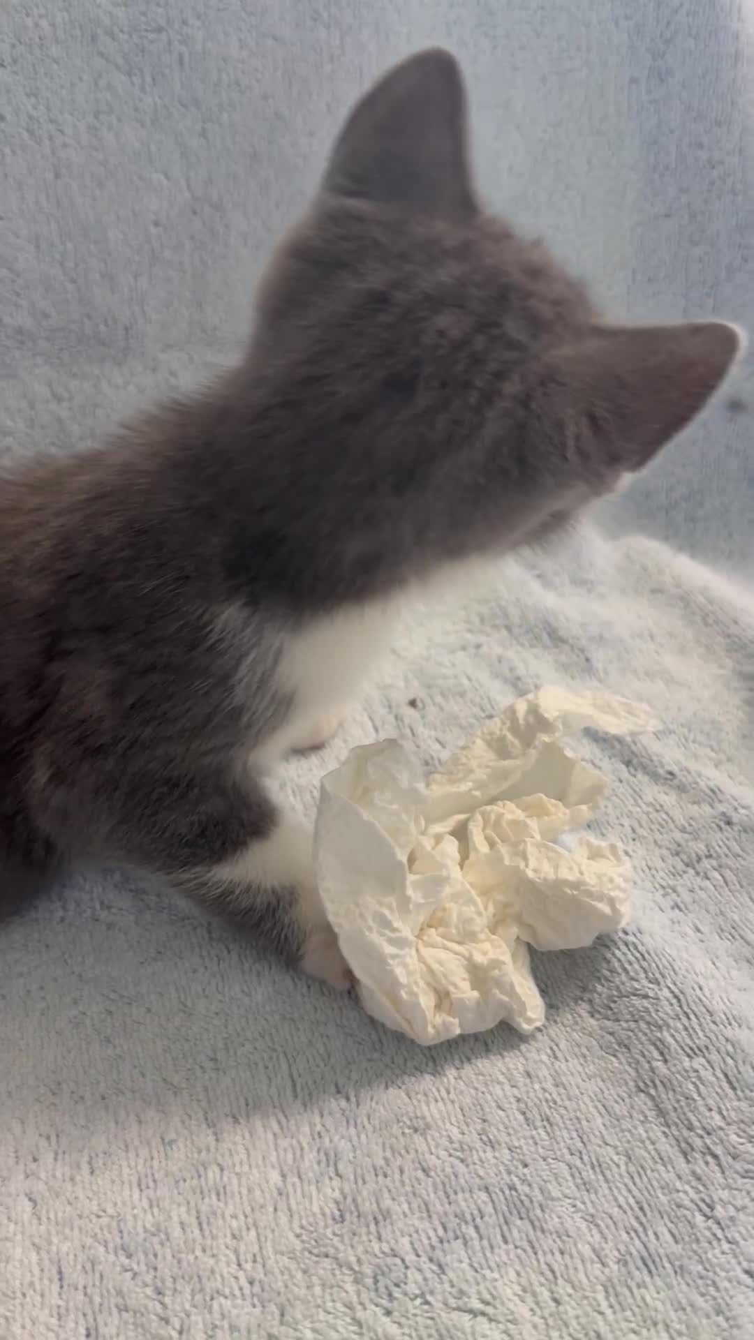 Mixed Breed cats for sale: British Short Hair X Grey and Tabby kittens - Video 2
