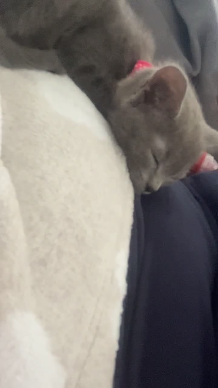 Russian Blue cats for sale: Beautiful Russian Blue kitten - Video 2
