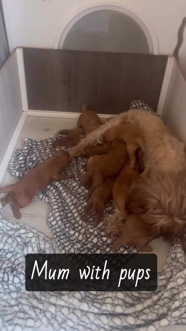 Maltipoo dogs for sale: 🧸Adorable Asian teddy face toy malti poo baby’s🧸 - Video 1
