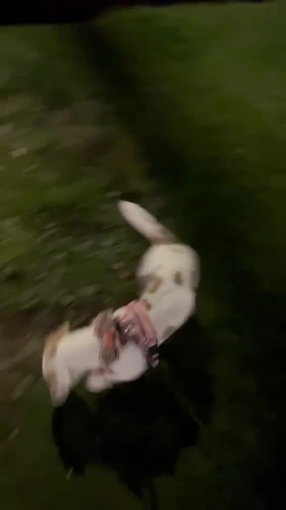 Maltese dogs for adoption: Frida – Spayed Maltese Girl Needs Home - Video 1