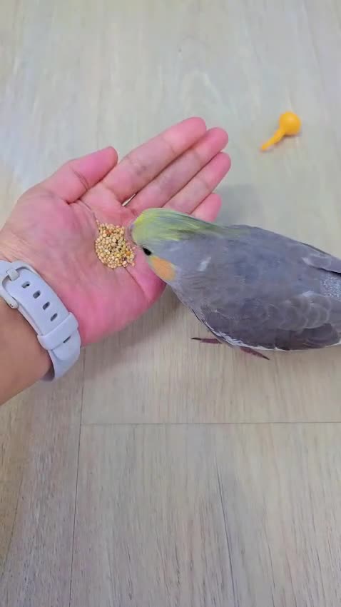 Cockatiels birds for sale: Cockatiels  in Manchester - Video 2