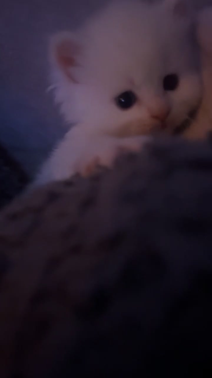 Maine Coon cats for sale: Maine coon kittens for sale  - Video 1