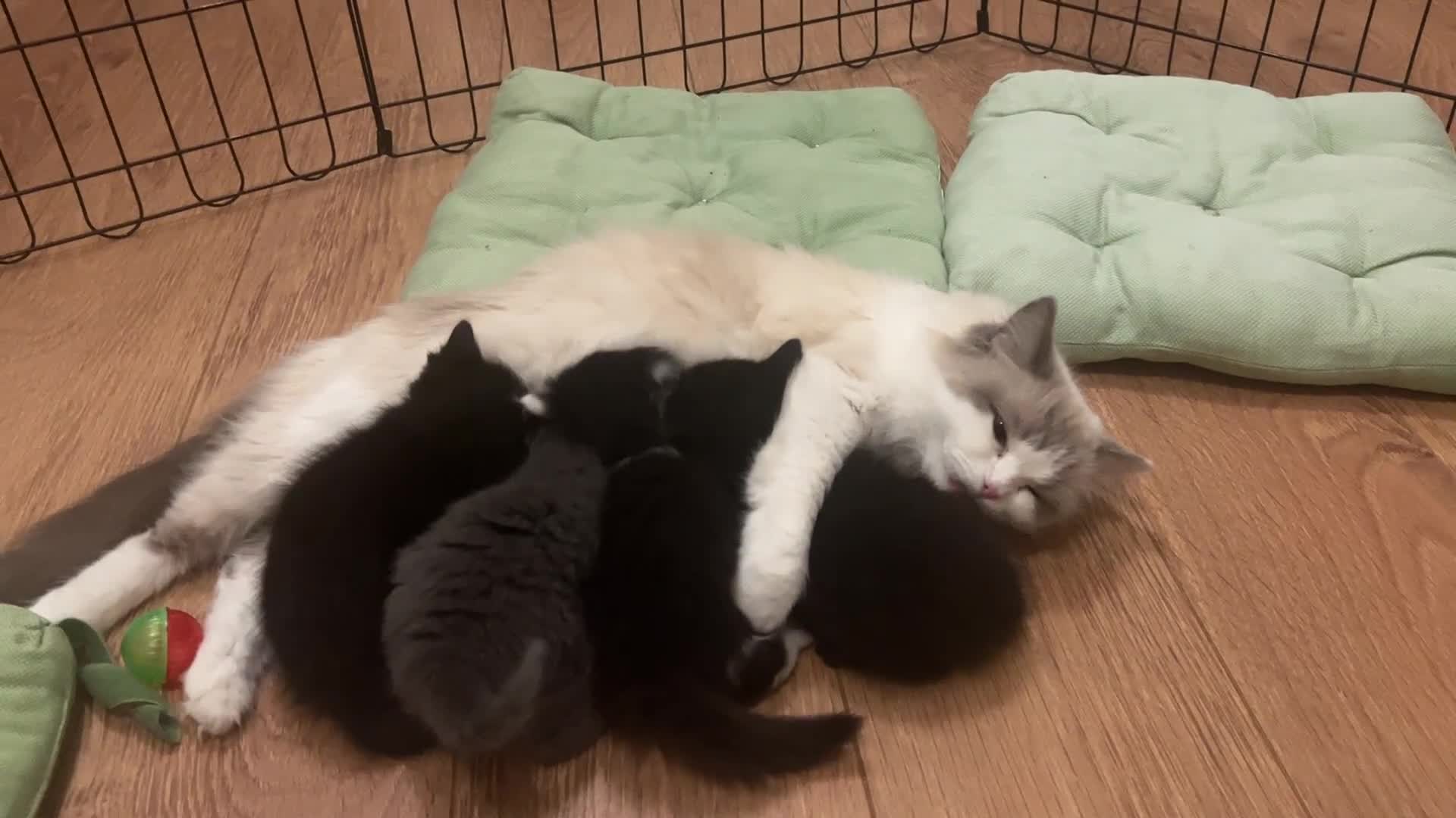 Mixed Breed cats for sale: Beautiful mixed bread kittens  - Video 1