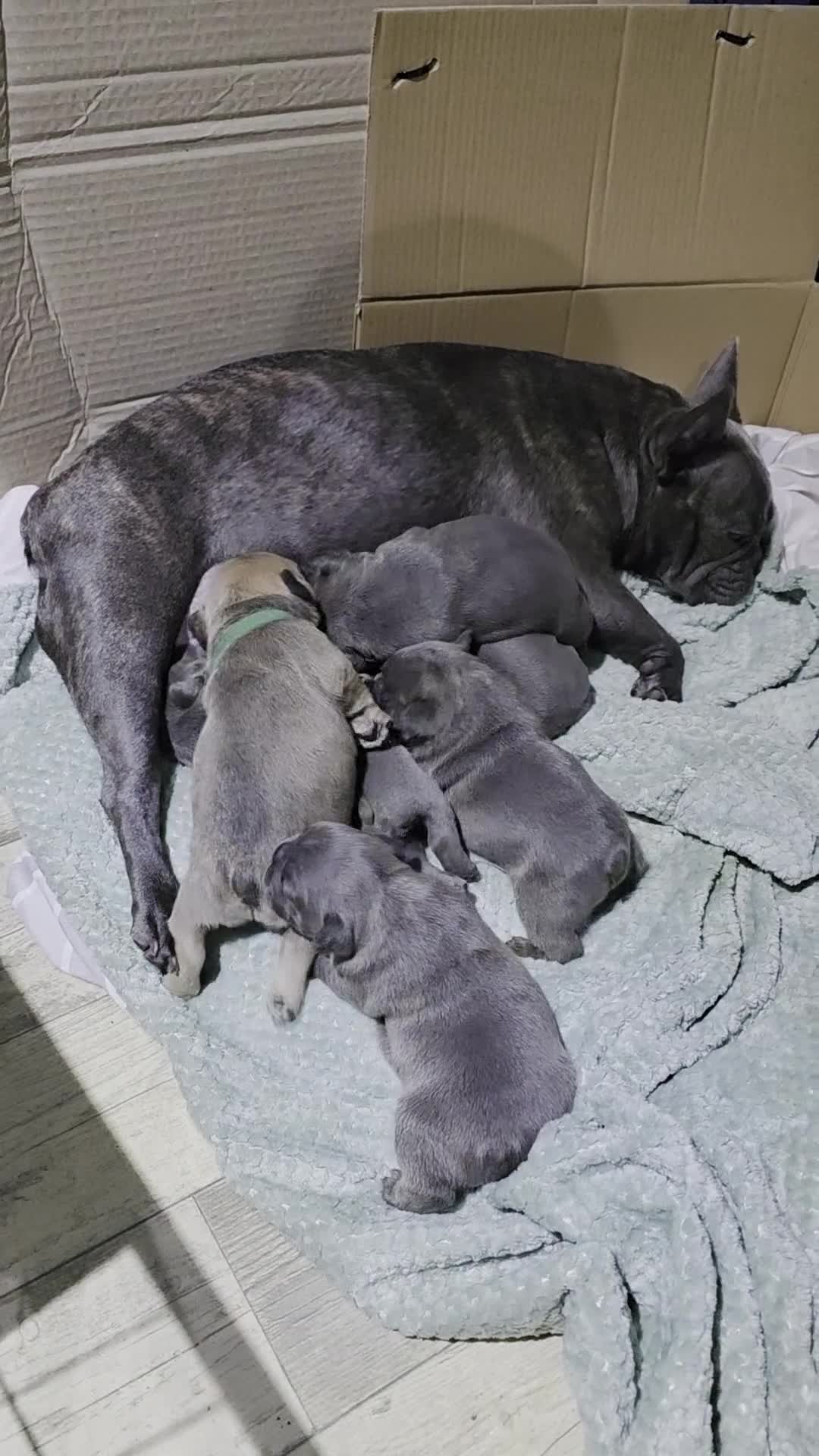 French Bulldog dogs for sale: French Bulldog Puppies! - Video 1