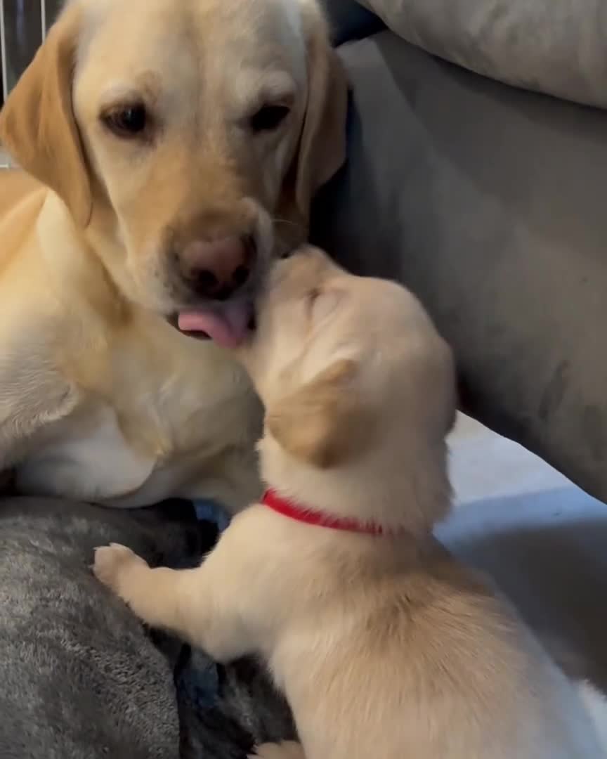 Labrador Retriever dogs for sale: Two adorable golden Labrador puppies in Saffron Walden - Video 1