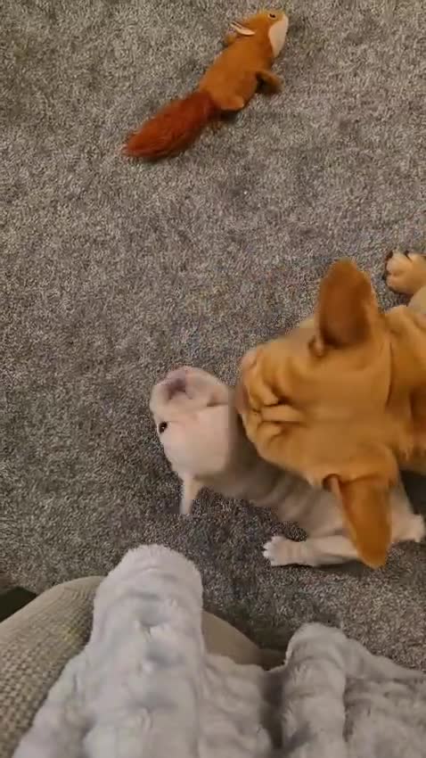 French Bulldog dogs for sale:  **  french bulldog  in Nottingham - Video 1