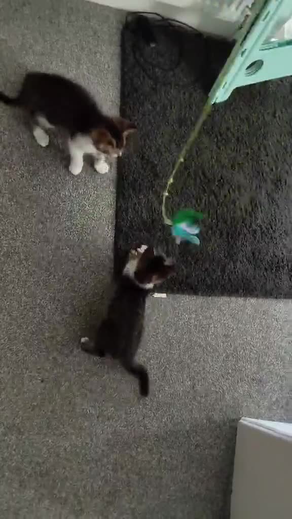 Mixed Breed cats for sale: Kitten in Poole - Video 2