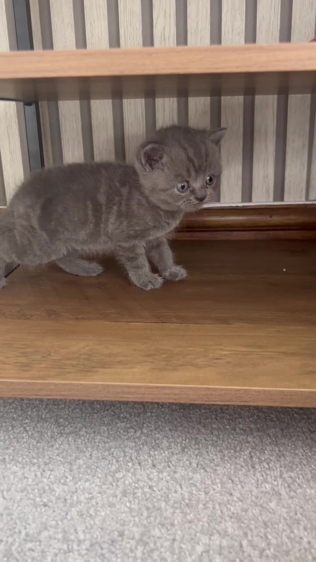 British Shorthair cats for sale: Stunning blue British shorthair - Video 4