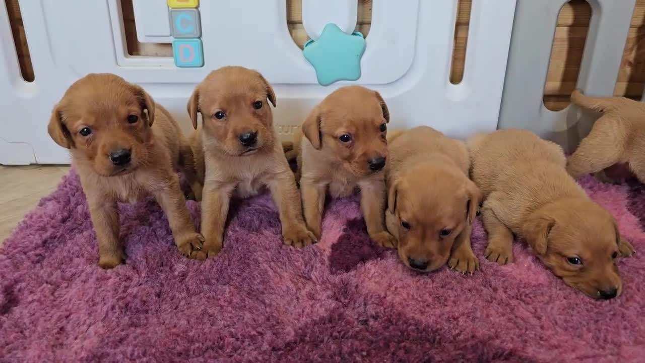 Labrador Retriever dogs for sale: ONLY 1 BEAUTIFUL KC FOX RED GIRL LAB AVAILABLE - Video 1