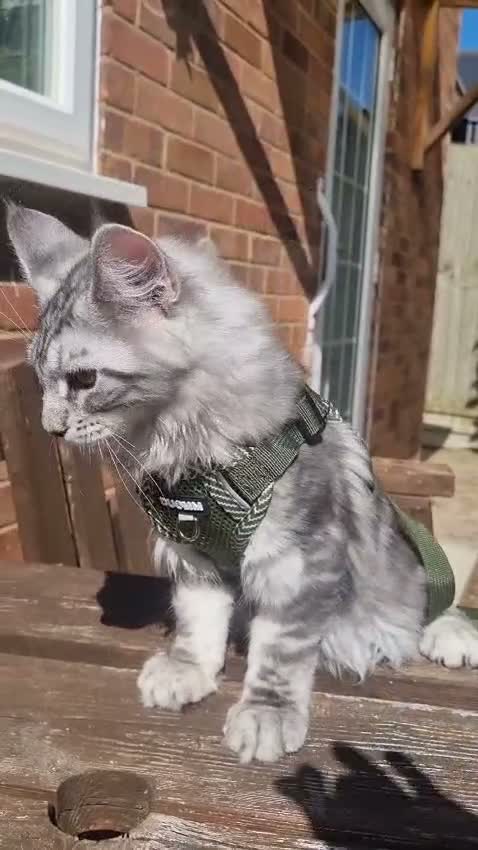 Maine Coon cats for sale: XXL Stunning TICA Reg Kitten - Champion Bloodlines - Video 3