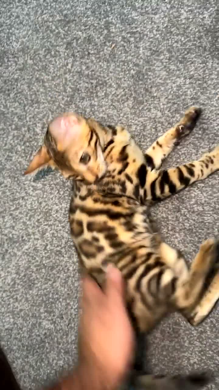 Bengal cats for sale: Full Breed Brown Bengal Girl  - Video 4