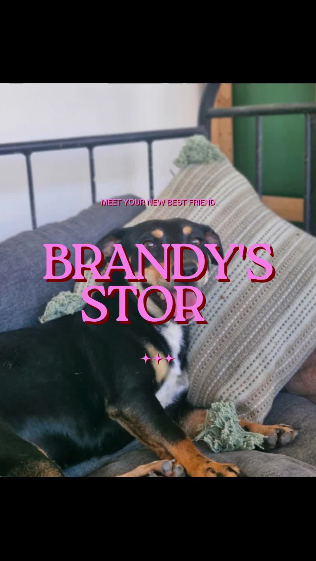 Mixed Breed dogs for adoption: 💕 Meet Brandy —a little dog with a huge heart 💕 - Video 1