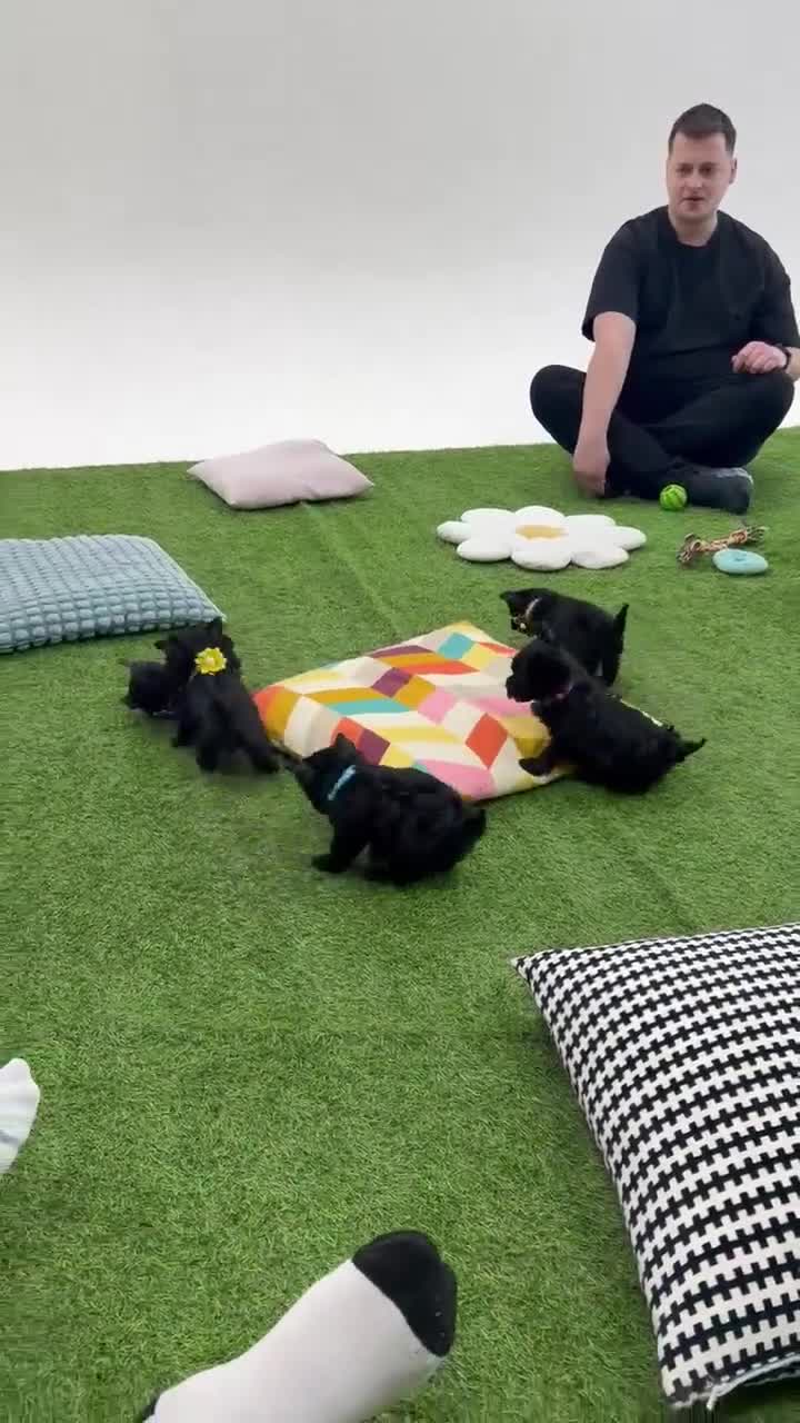 Yorkshire Terrier dogs for sale: LAST GIRL! Mini Black Yorkshire Terrier 🐶  - Video 1