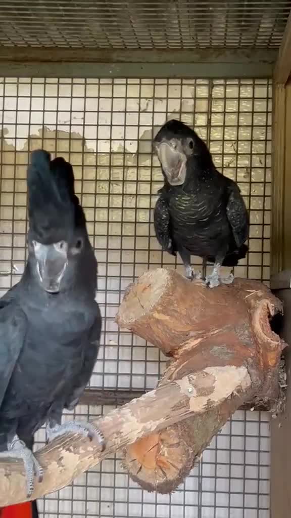 Cockatoo birds for sale: Beautiful Red Tail Black Cockatoos  - Video 1